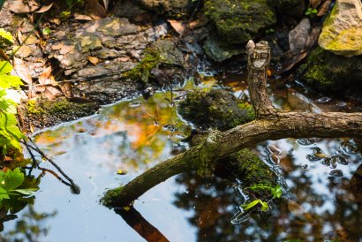 How to Tackle Tree Roots in Your Sewer Line